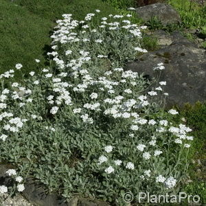 Achillea umbellata