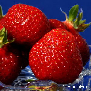 Fragaria (Erdbeere)'Polka'