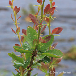 Berberis vulgaris