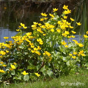 Caltha palustris