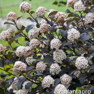 Physocarpus opulifolius'Diabolo'