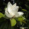 Magnolia grandiflora