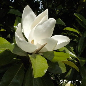 Magnolia grandiflora