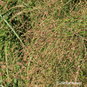 Panicum virgatum'Rehbraun'