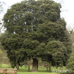 Quercus ilex