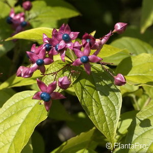 Clerodendrum trichotomumvar. fargesii