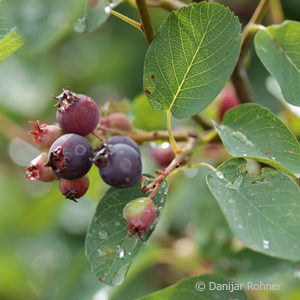 Amelanchier rotundifolia