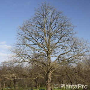 Corylus colurna