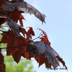 Acer platanoides'Crimson King'