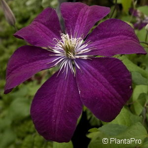 Clematis'Rouge Cardinal'