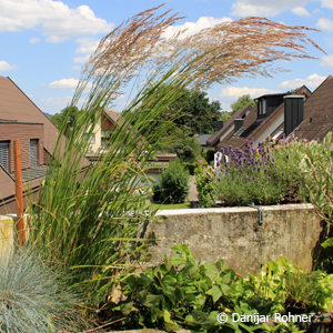 Calamagrostis acutiflora (x)'Karl Foerster'