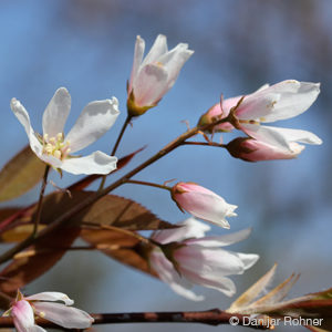 Amelanchier arborea'Robin Hill'