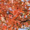 Acer rubrum'Red Sunset'