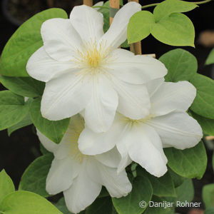 Clematis'Madame Le Coultre'