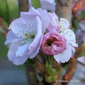 Prunus serrulata'Amanogawa'
