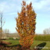 Fagus sylvatica'Dawyck'