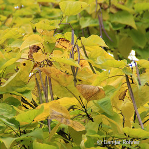 Catalpa bignonioides