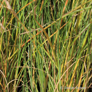 Miscanthus sinensis'Gracillimus'