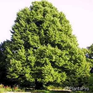 Tilia cordata