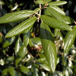 Viburnum'Pragense'