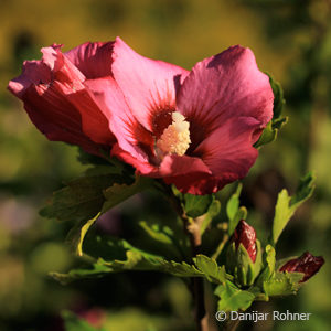 Hibiscus syriacus'Woodbridge'