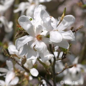 Magnolia loebneri (x)'Merrill'