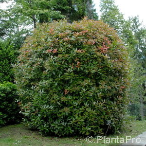 Photinia fraseri (x)'Robust Compact'