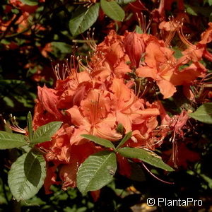 Rhododendron (Knaphill-Exbury Azalee)'Hotspur Red'