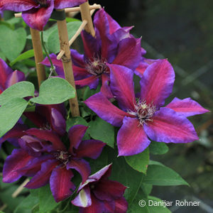 Clematis'Mrs N. Thompson' violett