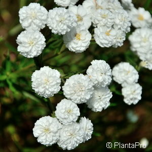 Achillea ptarmica'The Pearl'