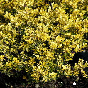 Ilex crenata'Golden Gem'