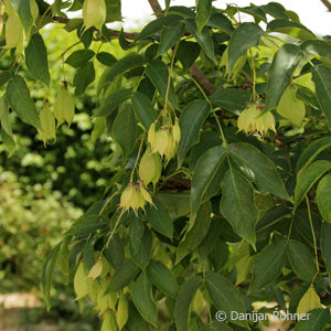 Staphylea colchica