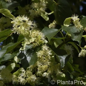 Tilia cordata'Greenspire' Spalier