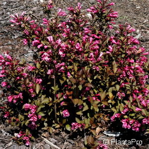 Weigela florida'Victoria'