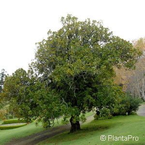 Magnolia grandiflora