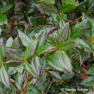 Berberis verruculosa
