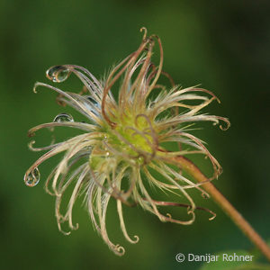 Clematis alpina