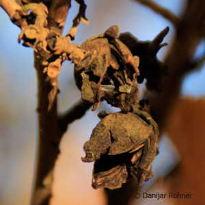 Hamamelis intermedia (x)'Westerstede'