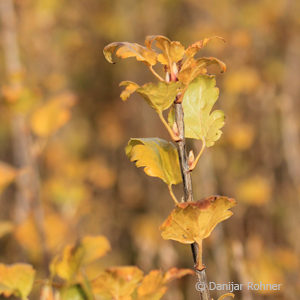 Ribes alpinum'Schmidt'