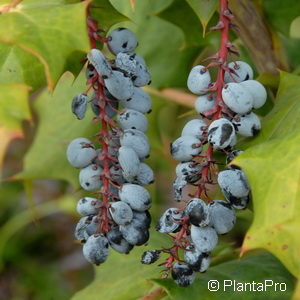 Mahonia bealei