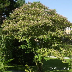 Clerodendrum trichotomumvar. fargesii