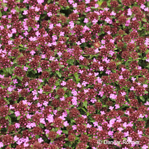 Thymus praecox'Purple Beauty'