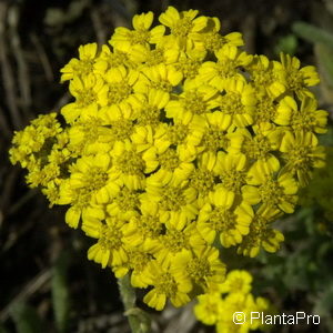 Achillea tomentosa'Aurea'