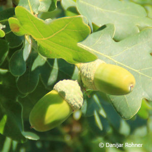 Quercus robur