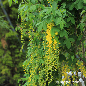 Laburnum watereri (x)'Vossii'