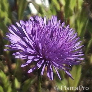 Erigeron'Azurfee'