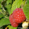 Rubus (Himbeere)'Meeker'