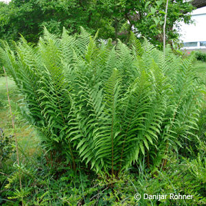 Dryopteris filix-mas