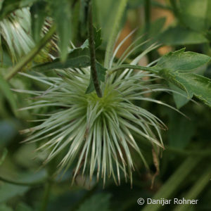 Clematis tangutica'Golden Tiara' gelb