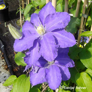 Clematis'Lasurstern'